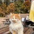 🧡 FANTA YUVA ARIYOR fotoğraf