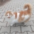 🧡 FANTA YUVA ARIYOR fotoğraf