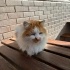 🧡 FANTA YUVA ARIYOR fotoğraf
