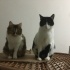 Appa için kalıcı ev arıyoruz fotoğraf