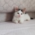 YEŞİL GÖZLÜ PAMUK YUVA ARIYOR fotoğraf
