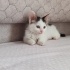 YEŞİL GÖZLÜ PAMUK YUVA ARIYOR fotoğraf