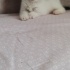 YEŞİL GÖZLÜ PAMUK YUVA ARIYOR fotoğraf