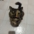 Acil yuva aranıyor fotoğraf