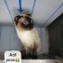Ücretsiz sahiplenme British kedi lütfen okuyun fotoğraf
