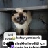 Ücretsiz sahiplenme British kedi lütfen okuyun fotoğraf