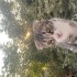 UCRETSİZ SCOTTİSH  KEDİ fotoğraf