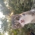 UCRETSİZ SCOTTİSH  KEDİ fotoğraf