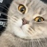 Çok masum bir kedi sevgi onun için çok önemli fotoğraf
