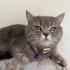 Çok masum bir kedi sevgi onun için çok önemli fotoğraf