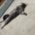 Çok masum bir kedi sevgi onun için çok önemli fotoğraf