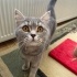 Çok masum bir kedi sevgi onun için çok önemli fotoğraf