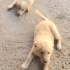 Ücretsiz sahiplenme yavrular acil yuva fotoğraf