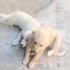 Ücretsiz sahiplenme yavrular acil yuva fotoğraf