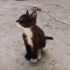Kutuyla Terk Edilen Minik Meleğe Acil Yuva Arıyoruz fotoğraf
