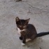 Kutuyla Terk Edilen Minik Meleğe Acil Yuva Arıyoruz fotoğraf