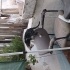 Kedi sahiplendirme fotoğraf