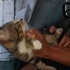 Kedi sahiplendirme fotoğraf