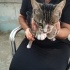 Kedi sahiplendirme fotoğraf