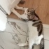 Ücretsiz yavru kedi için yuva fotoğraf