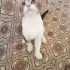Ücretsiz yavru kedi için yuva fotoğraf