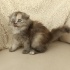acil sahiplendirme fotoğraf
