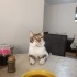 Milo çocuğa yuva fotoğraf
