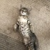 2 AYLIK ERKEK 1 AYLIKKEN SOKAKTA TERK EDİLMİŞ BULDUM BENGAL TEKİR MELEZİ