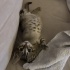 2 AYLIK ERKEK 1 AYLIKKEN SOKAKTA TERK EDİLMİŞ BULDUM BENGAL TEKİR MELEZİ fotoğraf