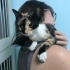 Çok İnsancıl Kucaktan İnmeyen Calico Yavru Kedi