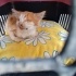 ENGELLİ İKİ GÖZÜ KÖR BEBEK YAVRUYA ÖMÜRLÜK YUVA OLUR MUSUNUZZ