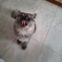 Evde tek kedi olmalı fotoğraf