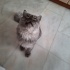 Evde tek kedi olmalı fotoğraf