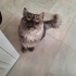 Evde tek kedi olmalı fotoğraf