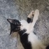 sevecen cana yakın ve oyuncu fotoğraf