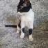 sevecen cana yakın ve oyuncu fotoğraf