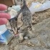 Anneleri tarafindan terkedilmis 3 kucuk kedi fotoğraf