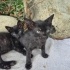 Anneleri tarafindan terkedilmis 3 kucuk kedi fotoğraf