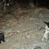 Anneleri tarafindan terkedilmis 3 kucuk kedi fotoğraf