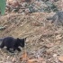 Anneleri tarafindan terkedilmis 3 kucuk kedi fotoğraf