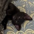 Uysal, sevecen, oyun ve ilgi seven bir kedi fotoğraf