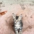 Sevgi dolu, temas bağımlısı, oyun aşığı bir kedi