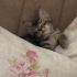 Sevgi dolu, temas bağımlısı, oyun aşığı bir kedi fotoğraf