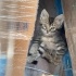 Sevgi dolu, temas bağımlısı, oyun aşığı bir kedi fotoğraf
