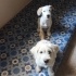 Erkek ve Dişi İki Harika Yavru Terrier