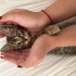 cok tatli cok minnos 1 aylik sicak bir yuva arayan bebek