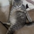 1 YAŞLARINDA KISIR BRİTİSH SORTHAİR fotoğraf