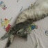 1 YAŞLARINDA KISIR BRİTİSH SORTHAİR fotoğraf