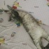 1 YAŞLARINDA KISIR BRİTİSH SORTHAİR fotoğraf