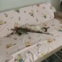 1 YAŞLARINDA KISIR BRİTİSH SORTHAİR fotoğraf